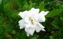 Gardenia - heavenly scent - Gardenia flowers have the best scent - do you agree!