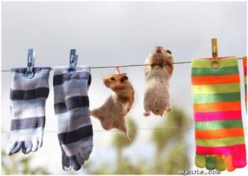rat - rat