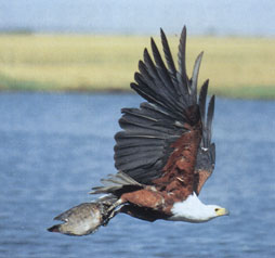 fishegal - Fishing Eagles are a common bird along the Nile.