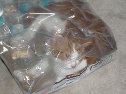 My cat playing with plastic - This is my cat Jinx playing in some plastic that had water bottles in it. 