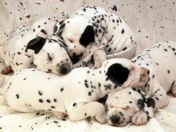 Sweet Dreams, Dalmatian Puppies - photo of puppies in sweat dreams!