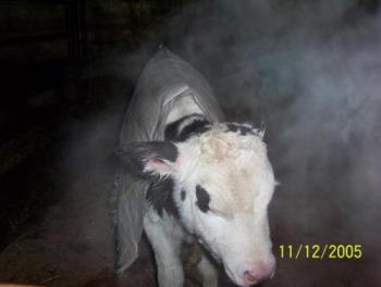 Spirit on the farm - ghost with a calf