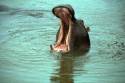 sneezing hippo pic. - a huge hippo in water sneezin drivin fish away in the pond.