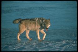 walking on thin ice.