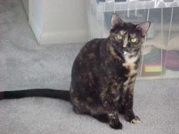 This is Luna. - This is Luna my 6 year old Tortoise shell.  She has put on a few pounds since this picture...but that just makes her voluptuous.  She is kind of a goth cat... at least that&#039;s what my brother says about her personality.  