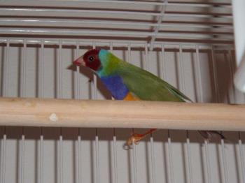 This is Guava - This is Guava, my male Gouldian finch.  He is a happy little fellow who loves to sing, hop, and hang onto the back wall of his flight cage.  He shares the flight cage with his lover Lala and their daughter Kiwi.