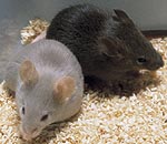 mices - nope not afraid mices - nope not afraid