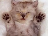 HUGGABLE CAT - cute little cat...sleeping on the mat...