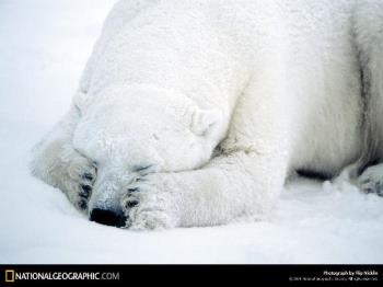 National Geographic Wallpapers - National Geographic Wallpapers