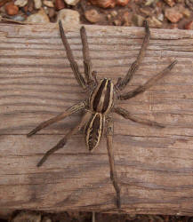 Wolf Spider - This would be an example of a wolf spider.