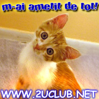 cat - cat cat - cat
