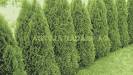thuja - evergreen thuja. There are many type of.