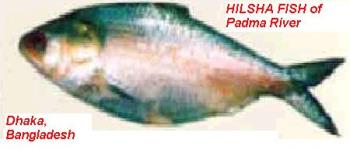 Hilsha Fish abundance in Bangladesh  - Hilsha Fish silver color and very tasty. 