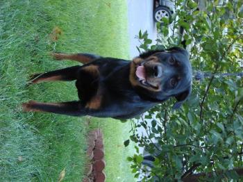 Our dog - Our Rottweiler