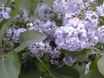 My favorite flower - Lilac, the sweetest smell