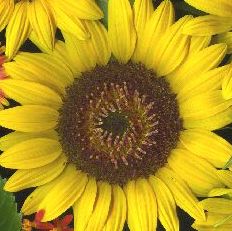 Sunflower for Mylot - Sunflower for my favorite website Mylot.com.