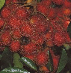 Rambutan for my cats - rambutan fruit for my cats