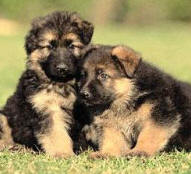 Two Puppy - german shepherd