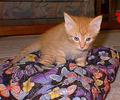 Kitten - Picture of a marmalade kitten.