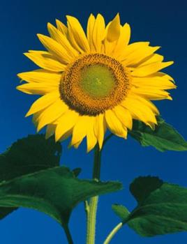 sun sam - sunflower