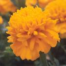  bright yellow marigold -  bright yellow marigold