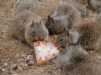 Squirrel&#039;s like pizza too! - Squirrel&#039;s like pizza too!