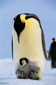 pinguin - a pinguin marrige result!!!is it nice?