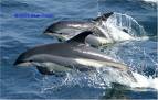 dolphins - i just love them