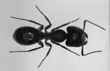 ant - ant