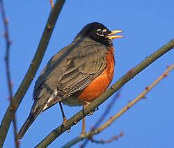 Robin - A Robin bird.