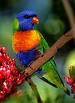 Australian birds - Mountain Lorikeets