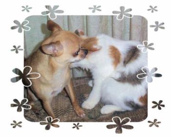 gin and irus  - gin the chihuahua and irus the cat 