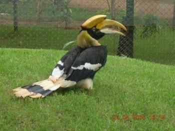 a bird at Mysore zoo - Photographed at Mysore zoo