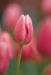 tulip - pink tulip