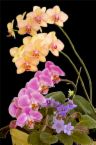 MY FAVORITE FLOWERS - or Orchids