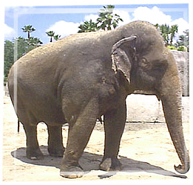 elephant - elephant