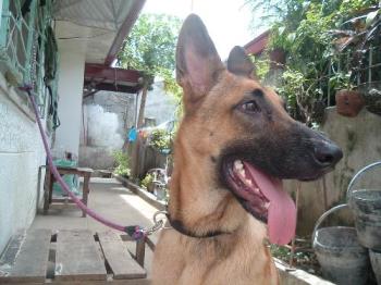 Our Dog Rocky - our belgian malinois..
