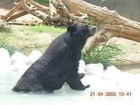 bear - Photographed at Mysore, India