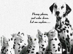 dalmation - dalmation