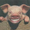 smile - smilling pig