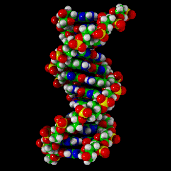 DNA - This is the structure of a DNA complex strand.