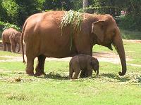 elephant - Photographed at Mysore zoo
