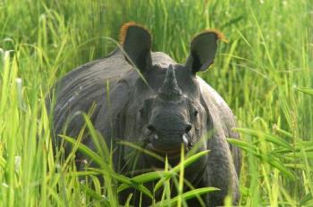 rhino at kaziranga world heritage park,assam,india - rhino at kaziranga world heritage park,assam,india