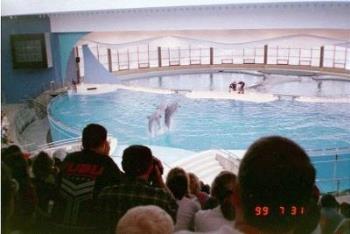 Dolphins at Baltimore Aquarium - This is a picture of the dolphin show at the Baltimore Aquarium in Maryland taken on July 31, 1999.