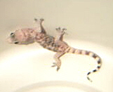 tiny lizard or salamander - you tell me! - He&#039;s cute in an alien kind of way.  Almost translucent except for his stripes.