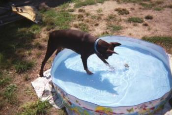The Little Pool - This is Nemo trying to grab a tennis ball out of the little wading pool we put up for him this past summer when the weather got so hot.  
