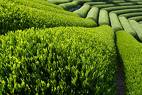 green tea fields - its nice on a cold winters day or early in the morning