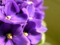 Violets - Flowers - Violets