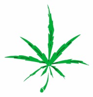 marijuana - CANNABIS HAS BEEN GROWING ON THIS PLANET for thousands, maybe millions of years, quite some time before human intervention. Cannabis can be grown nearly anywhere as long as the temperature is not consistently cold and there is enough sunlight and food for the plant to flourish.