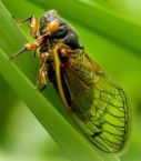 eww...nasty old cicadas! - .